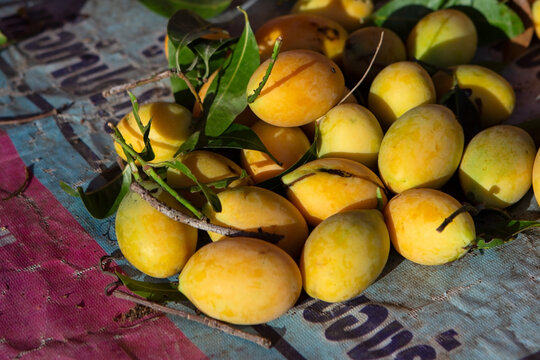 tropical fruit plango, marian plums on fruit market counter