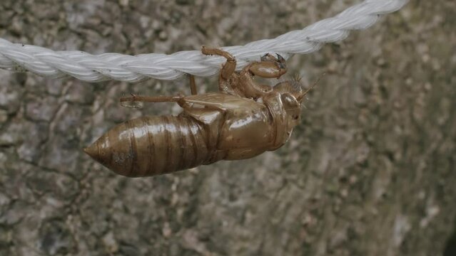 Cicada Shell on Rope