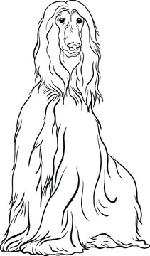 recommend clip art: Afghan Hound dog breed doodle style line drawing vector black and white illustration