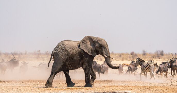 Lonely elephant walking in Etosha National Park, Namibia, Africa