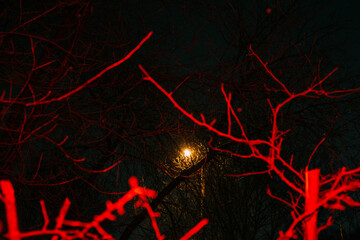 Branches in the red light from the lantern.