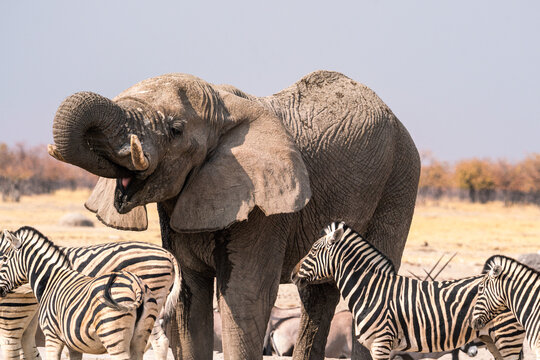 Elephant and zebras drinking water in a waterhole, Namibia, Africa.