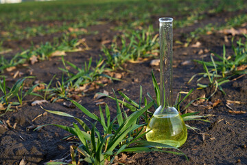 Image of a glass flask with a chemical solution on the background of young shoots of wheat. - obrazy, fototapety, plakaty