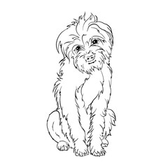 Border Terrier dog breed doodle style line drawing vector black and white illustration