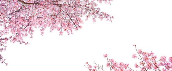 Pink Sakura flowers blooming isolated on white background.
