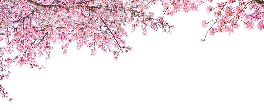 Pink cherry blossom blooming in Spring isolated on white background.