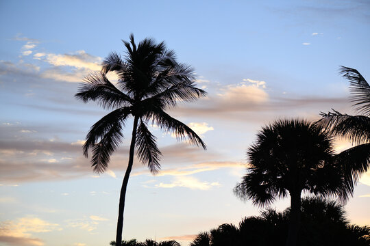 Silhouettes Of Palm Trees At Sunset