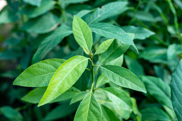 Avocado plant growing in greenhouse. selective focus