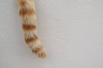 Ginger cat tail on the wall.  Close up of cat tail.  Copy space is on the right.