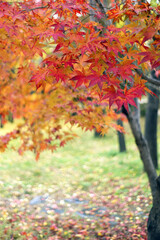 A tree branch with red leaves and the sun shining through the leaves.