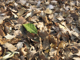 Lonely green leaf among many dry yellow leaves