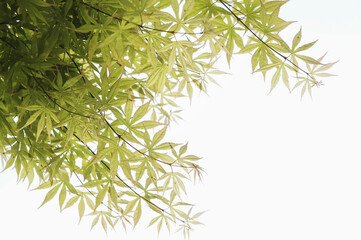 Beautiful green foliage under the sky, perfect for a backdrop