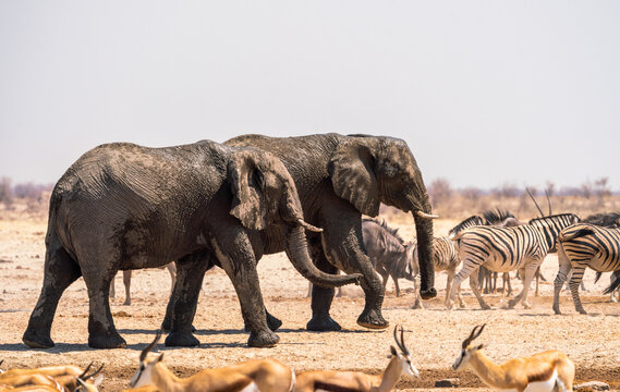 Group of elephants in Etosha National Park, Namibia, Africa