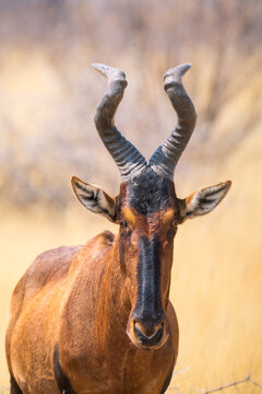 Red hartebeest in Etosha National Park, Namibia, Africa.