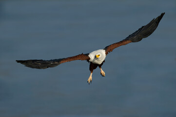 African Fish-Eagle (Haliaeetus vocifer) Pilanesberg Nature Reserve, South Africa