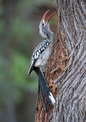 Red-billed Hornbill ( Tockus erythrorhynchus) Marakele National Park, South Africa