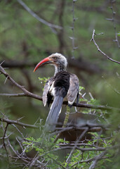   Red-billed Hornbill ( Tockus erythrorhynchus) Marakele National Park, South Africa