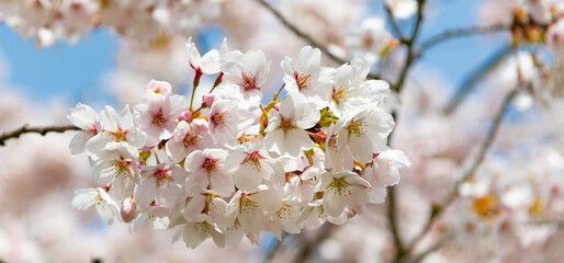 sakura tender blossom on branch of tree, selective focus. macro nature