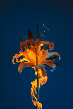 Flaming lily