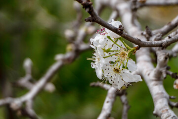 Delicate white flowers and buds of a flowering pear tree close-up.
