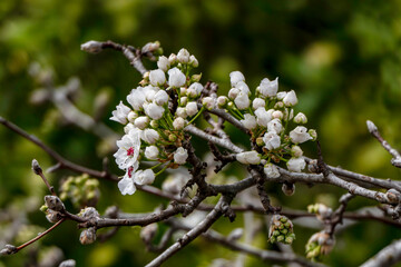 Delicate white flowers and buds of a flowering pear tree close-up.