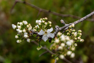 Delicate white flowers and buds of a flowering pear tree close-up.