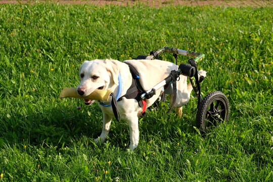 dog with disability