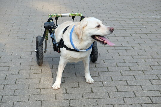dog with disability