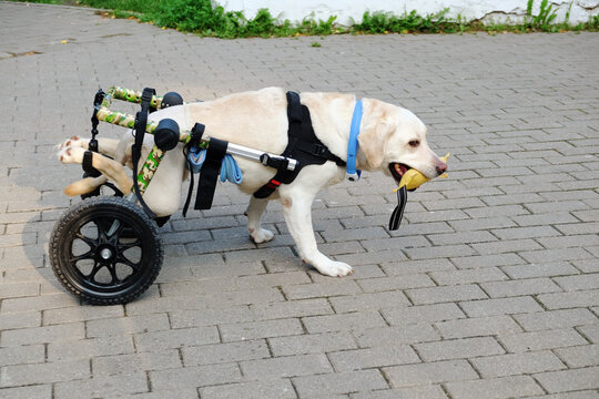 dog  walking