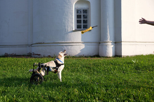 dog walking