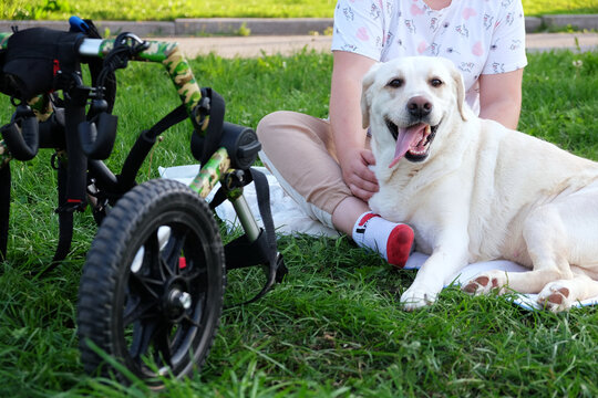dog with disability