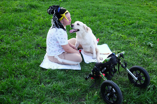 dog with disability