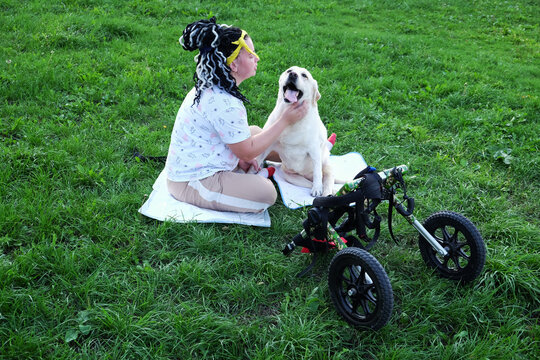 dog with disability