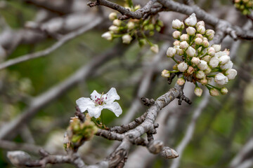 Delicate white flowers and buds of a flowering pear tree close-up.