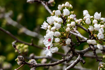 Delicate white flowers and buds of a flowering pear tree close-up.