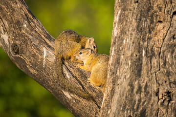 Playing squirrels on a dead tree
