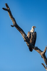 White backed vulture on a branch