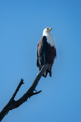 African Fish Eagle