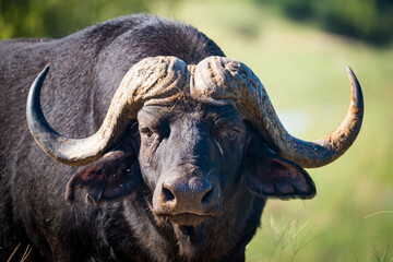 Male buffalo on the road in the wild