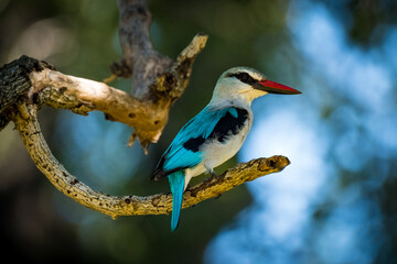 Woodlands Kingfisher in the wild