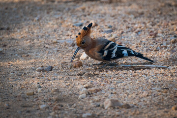 Wood Hoopoe on the road