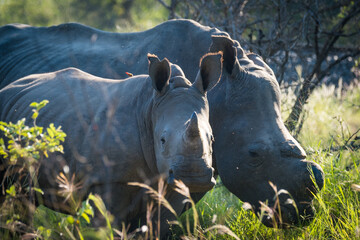 White rhinos in the wild