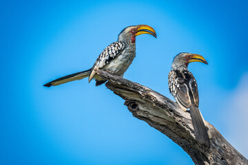 Two yellow-billed Hornbills on the tree in the wild