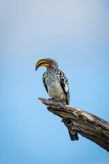 Yellow-billed Hornbill on the tree in the wild