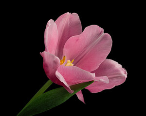 Pink blooming tulip with green stem and leaf isolated on black background. Studio close-up shot.
