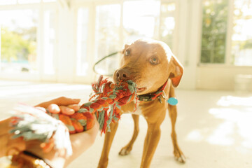 Dog Chewing on a Toy