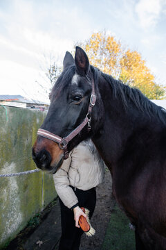Intend to brush the horse