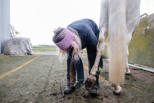 Woman cleans the horse's hoof