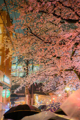 雨の日　桜のライトアップ