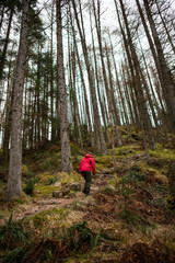 Fototapeta premium Solo Man hiking in Scottish Highland forest in winter
